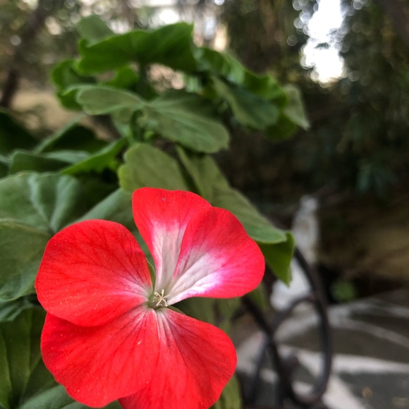 Meet your Posher, Faye - Picture 1 of 1